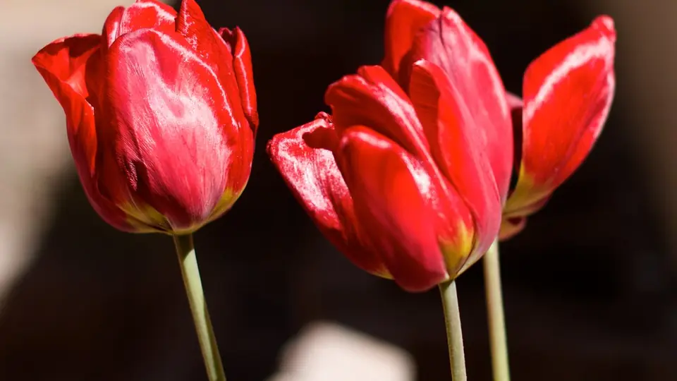 Rouge à lèvres rouge sorti de son étui